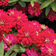 Double Zahara Cherry Zinnia Seeds - 100+ Pack - Colorful Garden Flowers - Zinnia elegans