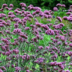 Verbena Seeds 240 Count Purple Top Verbena (Verbena bonariensis) Easy to Grow, USA Seller