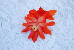 Christmas Cactus Starter Plant - Small Healthy Schlumbergera Truncata - Malibu Variety - Well Rooted for Easy Growth