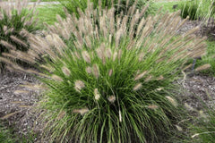 Fountain Grass Seeds - 20+ Seeds, Hardy Ornamental Variety, Pennisetum Alopecuroides