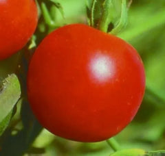 Siberian Tomato Seeds 50+ Determinate Cool Season Vegetable Garden - Solanum lycopersicum