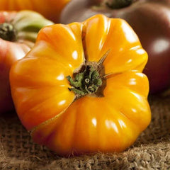 Heirloom Tomato Seeds - AMANA ORANGE - Non-GMO - 50 Seeds - Indeterminate Variety - Sweet Flavorful Fruits