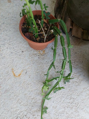Cissus quadrangularis Plant Vine Climber - Exotic Rare Succulent, Square Rooted