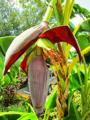Musa 'Gran Nain' Banana Tree - Live Plant - Tropical Fruit Plant - Indoor/Outdoor