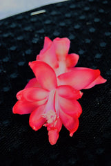 Christmas Cactus Starter Plant - Bella Rosa - Schlumbergera Truncata - Healthy Well-Rooted Succulent for Home Decor