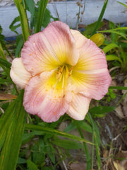 Hemerocallis 'Pink Puff' Daylily Bareroot Plant - One Mature Eye, Pink Flowers, Perennial Garden Flower