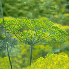 Dill Seeds - Long Island Mammoth Variety - Non-GMO Pickling Herb - Anethum graveolens - 500 Seeds