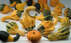 Winged Gourd Squash Seeds - 25+ Pack - USA Grown - Cucurbita ficifolia - Perfect for Garden Planting
