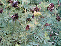 170 Seeds Bundleflower - Fern-Like Foliage - Illinois Bundleflower (Desmanthus illinoensis) - Groco USA - Free Shipping