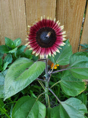 Organic Dwarf Sunflower Seeds - Ms. Mars Pink - 10 Pack - Helianthus annuus - USA Grown, Free Shipping