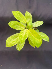 Philodendron Painted Lady Rooted Plant 3" Pot