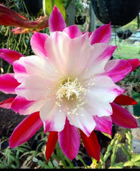 Epiphyllum Orchid Cuttings Starter Plant - Healthy, Already Rooted - Epiphyllum spp.