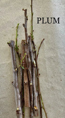 Plum Tree Cuttings for Rooting and Grafting - Prunus domestica