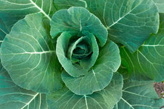 Collard Green Seeds - 100 Count Georgia Variety - High Yield and Great Flavor - Brassica oleracea