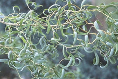 Curly Willow Tree Cuttings, 5 Stem Cuttings, Corkscrew Willow, Salix matsudana ‘Tortusa’