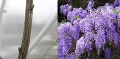 Unrooted Purple Wisteria Cuttings - 10 Premium Cuttings for Rooting and Grafting - Wisteria sinensis