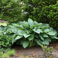 Empress Wu Hosta Plants - Large Green Foliage Perennial - Hosta 'Empress Wu'