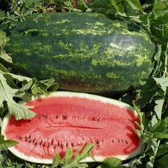 Kleckley's Sweet Watermelon Seeds - 25+ Heirloom Seeds - Large & Super Sweet - Fresh Gardening Seeds