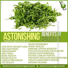 Arugula Seeds - 1500 Non-GMO Organic Open Pollinated - Eruca sativa