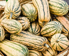 Delicata Squash Seeds 20 Ct - Winter Vegetable Garden Variety - Sweet Potato Squash (Cucurbita pepo)