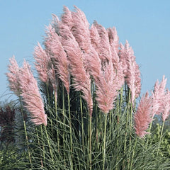 Pink Pampas Grass Seeds - 30 Organic Perennial Seeds - Cortaderia selloana - USA Grown - Free Shipping