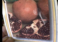 Pomegranate Cuttings - Kashmir Blend - 5 Healthy Plant Cuttings - Punica granatum