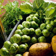Brussels Sprouts Seeds - 500+ Count - Nelson F1 Variety - Brassica oleracea - Non-GMO, USA Grown
