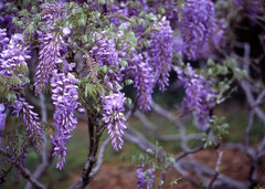 20 Wisteria Seeds for Planting - Purple Flowering Vine (Wisteria sinensis)