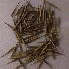 Rare Black Bamboo Seeds - 100+ Count - Exotic Fast Growing - Ideal for Planting - Phyllostachys nigra