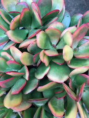 Jade Plant Cutting - Crassula ovata 'Hummel's Sunset' - Colorful Perennial Succulent