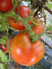 Arkansas Traveler Tomato Seeds - Bulk 100 Count - Meaty Juicy Fruits - Solanum lycopersicum