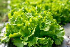 Black Seeded Simpson Lettuce Seeds, Looseleaf, Heirloom, Non-GMO, Organic Gardening, Home Garden, Lactuca sativa