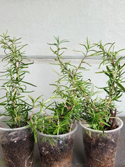 Organic Rosemary Rooted Plants Set of 3 - Strong Roots, Healthy Herb (Rosmarinus officinalis)