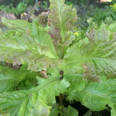 Organic Prizehead Leaf Lettuce Seeds - 200+ Fresh Seeds - Heirloom Variety for Home Gardening - Lactuca sativa
