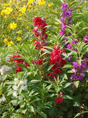 Balsam Seeds 1/4 LB Flowered Mix Touch Me Not (Impatiens Balsamina) - Non-GMO, Easy to Grow