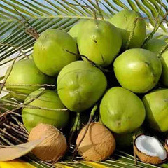 Sprouted Dwarf Green Malayan Coconut Plant 6–8” Tall - Rare Fresh Costa Rican Certified Coconuts