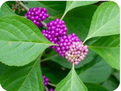 10 Live Organic Beauty Berry Bush Clippings - Wild Grown, Non-GMO, Native Plants, Callicarpa americana