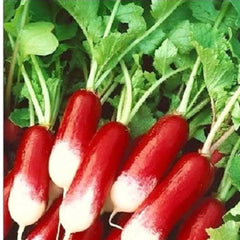 French Radish Seeds, 200+ Organic Seeds, Breakfast Variety, Raphanus sativus - Free Shipping