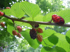 Organic Mulberry Tree Leaves for Shrimp & Caterpillar Food - Red/Black Variety, 20 Fresh Leaves