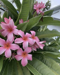 Rooted Pink Hawaiian Plumeria Plant 8-12” Frangipani - Tropical Flowering Plant from Florida