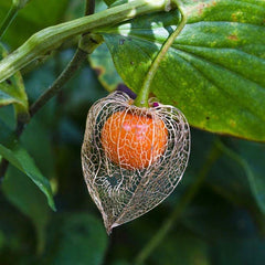 Chinese Lantern Flower Seeds - 200 Dried Orange Seed Pods for Pollinators - Physalis alkekengi