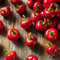 Cherry Bomb Sweet Pepper Seeds - 25+ Count - Ideal for Garden Planting - Capsicum annuum - USA