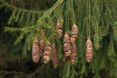 Norway Spruce Tree Seeds - 50 Seeds - Evergreen Picea Abies - Ideal for Landscaping and Reforestation