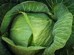 Cabbage Seeds - 1000+ Heirloom Brunswick - Non-GMO - Fresh Organic Cabbage Seeds (Brassica oleracea)