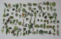 Succulent Cuttings Collection - 30 Unique Varieties - Live Plant Cuttings for Propagation - Ideal for Indoor Gardening