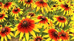 Gloriosa Daisy Seeds - 1000+ Seeds - Rudbeckia hirta - Yellow and Orange Blooms - Buy 4 Get Free Shipping