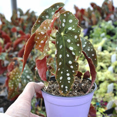 Angel Wing Begonia Seeds - 25+ Pack for Garden Planting - USA Grown - Ideal for Indoor/Outdoor Use - Begonia coccinea