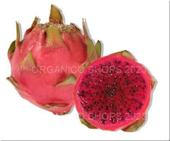 Dragon Fruit Cutting - Neon Variety - Hylocereus setaceus X