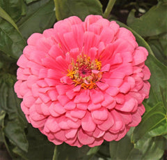 Rose Zinnia Seeds | Non-GMO Giant Hot Pink Flower Seeds | Pollinator-Friendly | Zinnia elegans