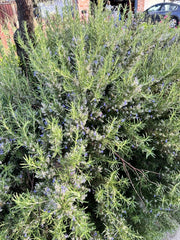 Organic Rosemary Herb Plant Cuttings - 12 Pack, 10 Inch - Rosmarinus officinalis - USA Grown, Fresh and Ready to Grow